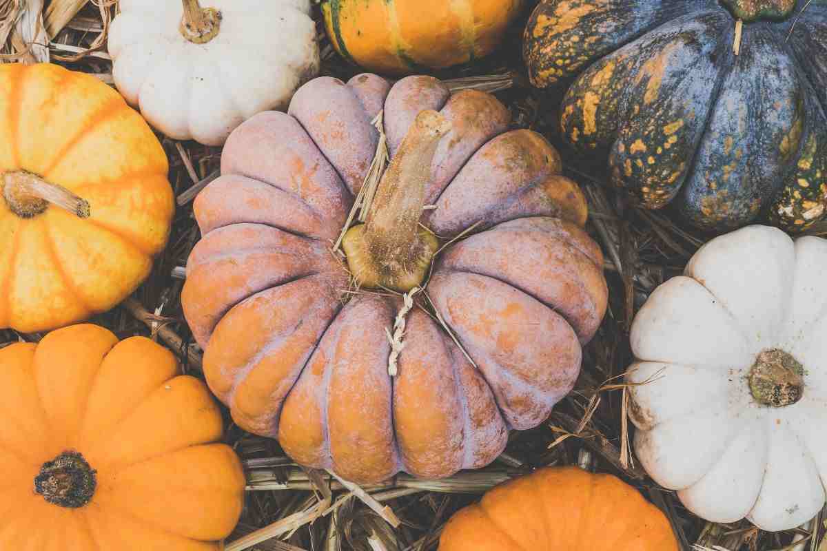 torta zucca 